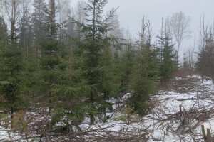 MÕTSAMIIS OÜ Kinnisvara hooldamine