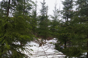 MÕTSAMIIS OÜ Kinnisvara hooldamine