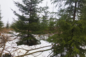 MÕTSAMIIS OÜ Kinnisvara hooldamine