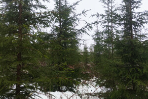 MÕTSAMIIS OÜ Kinnisvara hooldamine