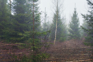 MÕTSAMIIS OÜ Kinnisvara hooldamine