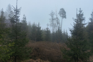 MÕTSAMIIS OÜ Kinnisvara hooldamine