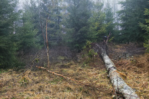 MÕTSAMIIS OÜ Kinnisvara hooldamine