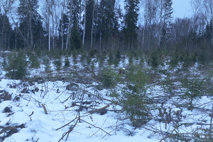 MÕTSAMIIS OÜ Kinnisvara hooldamine