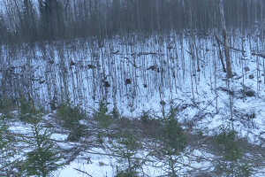 MÕTSAMIIS OÜ Kinnisvara hooldamine