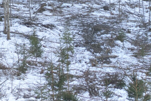 MÕTSAMIIS OÜ Kinnisvara hooldamine