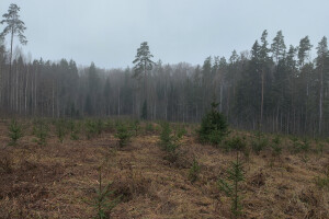 MÕTSAMIIS OÜ Kinnisvara hooldamine