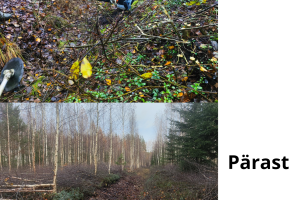 MÕTSAMIIS OÜ Kinnisvara hooldamine