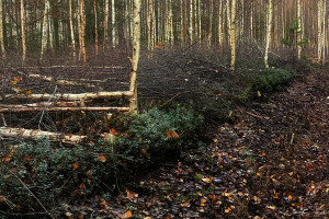 MÕTSAMIIS OÜ Kinnisvara hooldamine