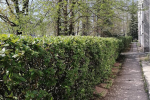 Vitos Puhastus OÜ Puhastusteenused, hekk, heki pügamine, heki piiramine