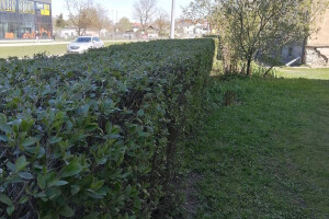 Vitos Puhastus OÜ Puhastusteenused, hekk, heki pügamine, heki piiramine