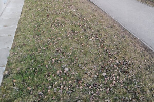 Vitos Puhastus OÜ Puhastusteenused, lehtede puhastus, lehtede puhastamine, välikoristus