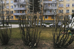 Vitos Puhastus OÜ Puhastusteenused, võsalõikus, võsa eemaldus, võsa piiramine