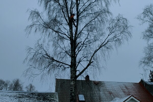 Puukaitse OÜ Haljastustööd