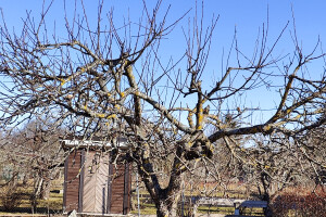 Puukaitse OÜ Haljastustööd