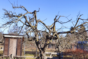 Puukaitse OÜ Haljastustööd