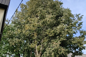 Puukaitse OÜ Haljastustööd