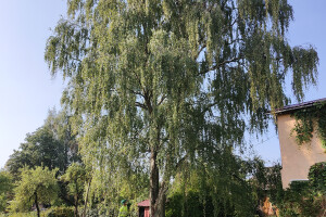 Puukaitse OÜ Haljastustööd