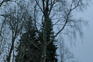 Puukaitse OÜ Haljastustööd