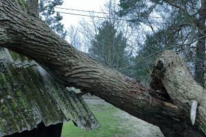 Puukaitse OÜ Haljastustööd