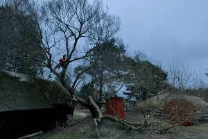 Puukaitse OÜ Haljastustööd