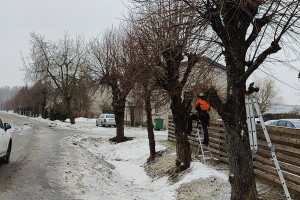 Puukaitse OÜ Haljastustööd
