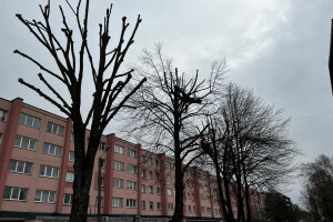 Puukaitse OÜ Haljastustööd