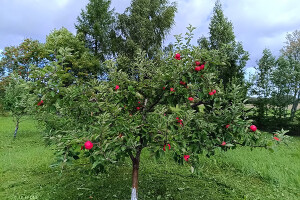 GRÜNE AIANDUS JA METSA HOOLDUS  OÜ Haljastustööd