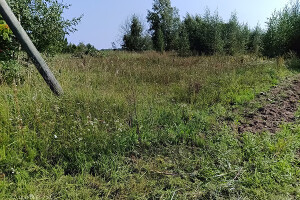 GRÜNE AIANDUS JA METSA HOOLDUS  OÜ Haljastustööd