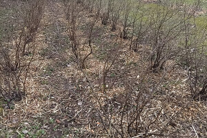 GRÜNE AIANDUS JA METSA HOOLDUS  OÜ Haljastustööd