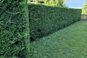 GRÜNE AIANDUS JA METSA HOOLDUS  OÜ Haljastustööd