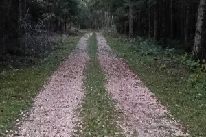 GRÜNE AIANDUS JA METSA HOOLDUS  OÜ Haljastustööd