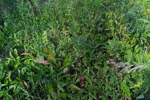 GRÜNE AIANDUS JA METSA HOOLDUS  OÜ Haljastustööd