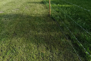 GRÜNE AIANDUS JA METSA HOOLDUS  OÜ Haljastustööd