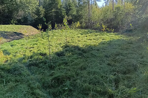 GRÜNE AIANDUS JA METSA HOOLDUS  OÜ Haljastustööd