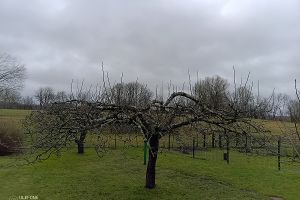 GRÜNE AIANDUS JA METSA HOOLDUS  OÜ Haljastustööd