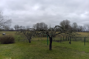 GRÜNE AIANDUS JA METSA HOOLDUS  OÜ Haljastustööd