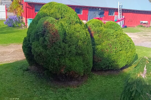 GRÜNE AIANDUS JA METSA HOOLDUS  OÜ Haljastustööd