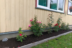 GRÜNE AIANDUS JA METSA HOOLDUS  OÜ Haljastustööd