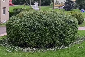 GRÜNE AIANDUS JA METSA HOOLDUS  OÜ Haljastustööd