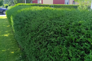 GRÜNE AIANDUS JA METSA HOOLDUS  OÜ Haljastustööd