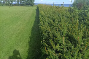 GRÜNE AIANDUS JA METSA HOOLDUS  OÜ Haljastustööd