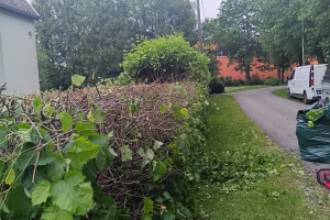 GRÜNE AIANDUS JA METSA HOOLDUS  OÜ Haljastustööd