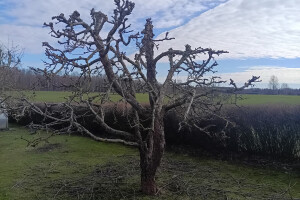 GRÜNE AIANDUS JA METSA HOOLDUS  OÜ Haljastustööd