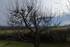GRÜNE AIANDUS JA METSA HOOLDUS  OÜ Haljastustööd