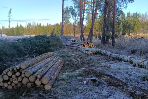 GRÜNE AIANDUS JA METSA HOOLDUS  OÜ Haljastustööd