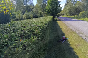 GRÜNE AIANDUS JA METSA HOOLDUS  OÜ Haljastustööd