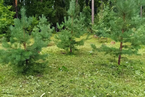 GRÜNE AIANDUS JA METSA HOOLDUS  OÜ Haljastustööd