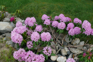 JAAK TOMSONI LILLESTUUDIO OÜ Haljastustööd