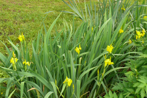 JAAK TOMSONI LILLESTUUDIO OÜ Haljastustööd